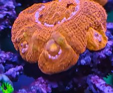bowerbanki red