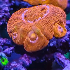 bowerbanki red