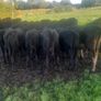 Cattle Image 5