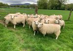 Pedigree Registered Lleyn Ewe Lambs