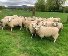 Pedigree Registered Lleyn Ewe Lambs