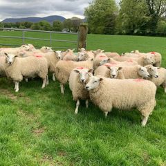 Pedigree Registered Lleyn Ewe Lambs