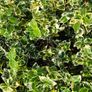 Blue Spirea Caryopteris Flowering Shrubs Image 3