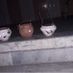 preet2533