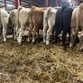Seven Charlaois Bull Weanlings Image 9