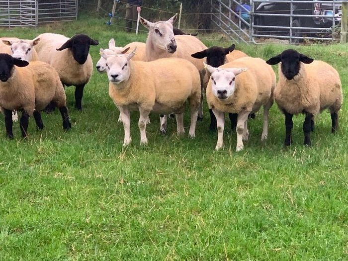 Pedigree Registered Suffolk & Texel Rams
