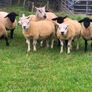 Pedigree Registered Suffolk & Texel Rams Image 8