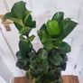 Ficus Lyrata Bambino Image 2