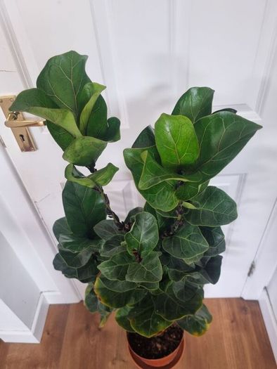 Ficus Lyrata Bambino