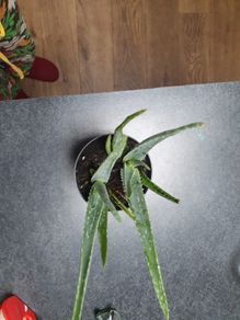 Aloe Vera plant
