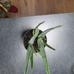 Aloe Vera plant