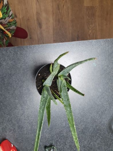Aloe Vera plant