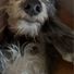 gdbailey