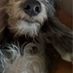 gdbailey