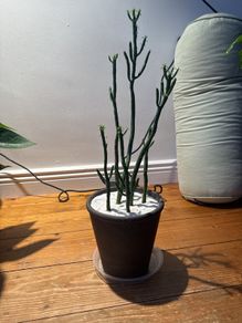 pencil cactus is on sale