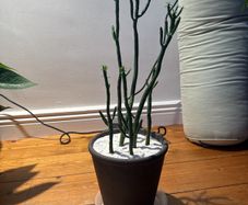 pencil cactus is on sale