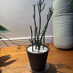 pencil cactus is on sale