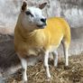 Pedigree Texel gimmers for sale Image 4