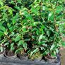 Portuguese Laurel Hedging Image 7