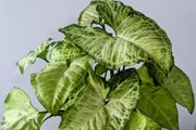 Syngonium Arrowhead Plant