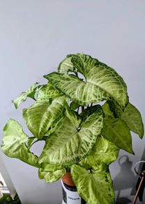 Syngonium Arrowhead Plant