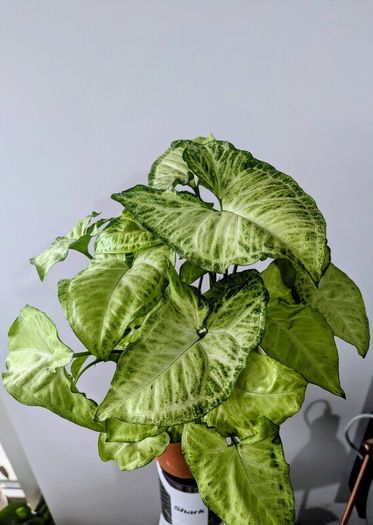 Syngonium Arrowhead Plant