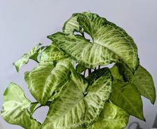 Syngonium Arrowhead Plant