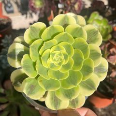 plant
