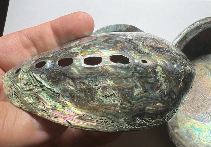New Zealand Paua Abalone 3 Sea Shells Mother of Pearl