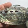 New Zealand Paua Abalone 3 Sea Shells Mother of Pearl Image 6