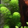 Aquarium Plants Image 3