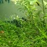 Aquarium moss and plants XXL portions Image 6