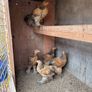 Ducks and American Brahamas chicks Image 9