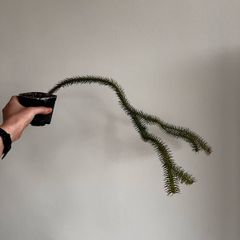 Plant Phlegmariurus squarrosus