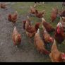 duck and hen eggs Image 2