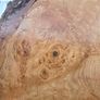 Live Edge Oak Wood Slab Burl Image 3
