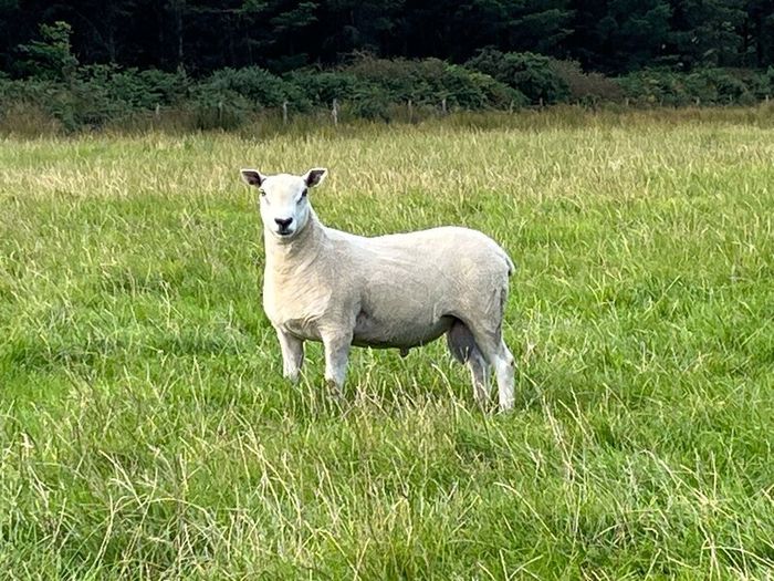Blue Leicester Texel Cross Hogget Ram