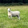 Blue Leicester Texel Cross Hogget Ram Image 4