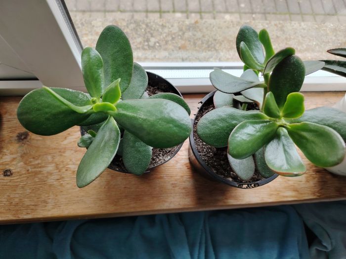 Jade Plant