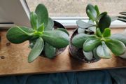 Jade Plant