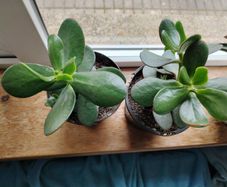 Jade Plant