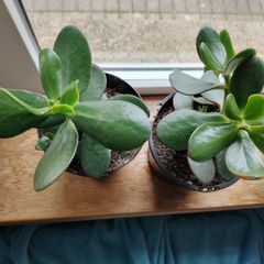 Jade Plant