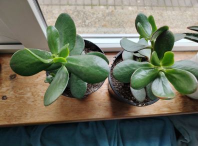 Jade Plant