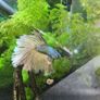 aqua nova 32ltr fish tank with gas mustard beta Image 3