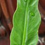 No.2 Philodendron Radiatum Variegated Image 4