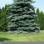 Blue Spruce in a pot Image 5