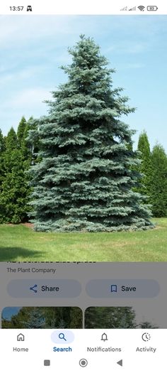 Blue Spruce in a pot