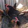 hens Image 3