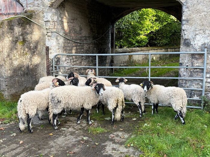 Swaledale Rams all SIS for Sale