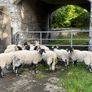 Swaledale Rams all SIS for Sale Image 6